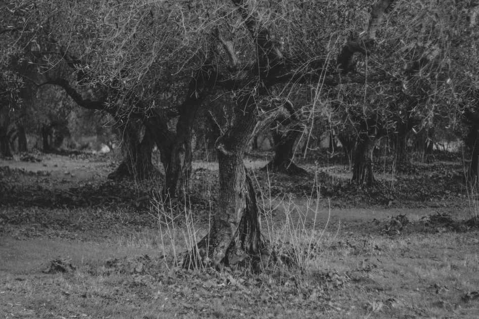 trees-2038