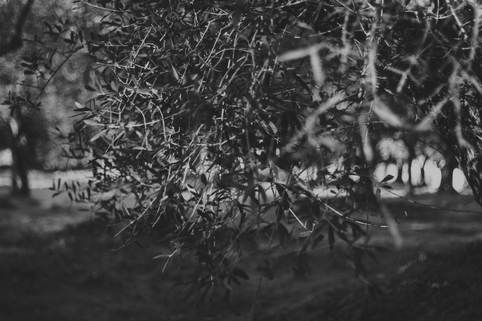trees-2074